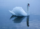 Swan on Windermere