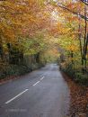 Dartmoor Lane in Autumn
