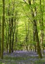 Spring Bluebells in Hampshire