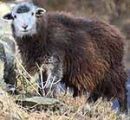 Herdwick Sheep