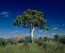 Ghost Gum Tree
South Australia