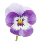 Pansy
Studio