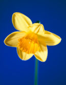 Daffodil
Studio