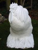 Cockerel