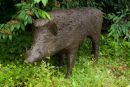 Wild Boar
