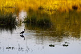 Glossy ibis against relection at Mana Mouth