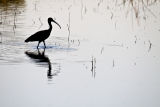 Evening reflection of glossy ibis