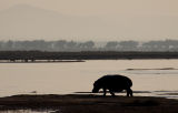 Hippo on the banks of the Zambezi