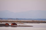 Mother hippo and young
