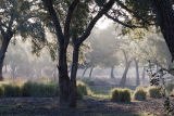 Evening scene in the beautiful wooded areas 