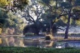 Long pools at Mana Pools