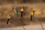 Bee-eaters perched near Mana Mouth