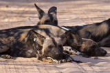 Pack of wild dogs on the main dirt road