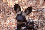Wild dog on the road as we left