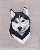 Husky