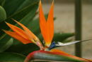 Bird of Paradise Flower