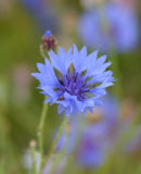 Cornflower