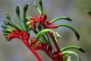 Kangaroo Paw