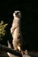Meerkat