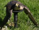 Resting Falcon