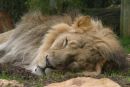 Sleeping Lion