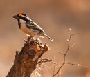 Acacia Pied Barbet