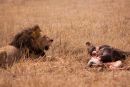 Lion guarding his kill