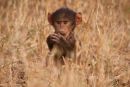 Baboon Baby
