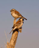 Cape Sparrows