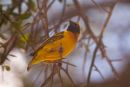 Black Headed Weaver, Serengeti, Tanzania