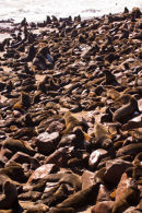 Cape Cross Seal Colony