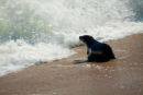Cape Cross Seal Pup