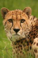 Cheetah 4