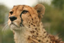 Cheetah 5