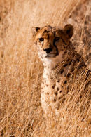 Cheetah