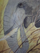 Chobe Elephant