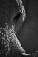 Elephant Closeup Black and White