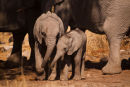 Elephant babies
