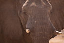 Elephant portrait
