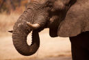 Elephant Drinking