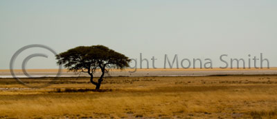 Etosha Pan. Wildlife Photographer of the Year 2010 Semifinalist