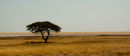 Etosha Pan.  Wildlife Photographer of the Year 2010 Semifinalist