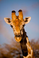 Giraffe Portrait