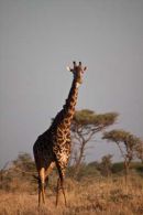 Giraffe, Lobo, Serengeti National Park, Tanzania