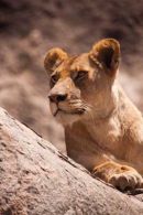 Lioness at Gol Kopjes, Ndutu, Serengeti National Park, Tanzania