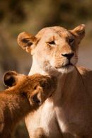 Lion cub greeting his mother