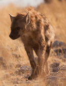 Hyena