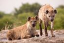 Hyena chilling in a puddle