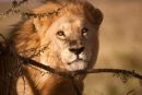 Lion keeping a watchful eye