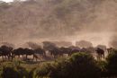 Kicking Up Dust